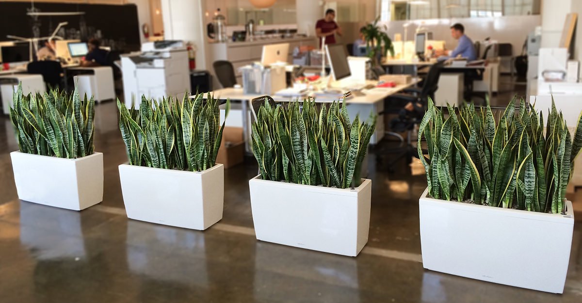 Transform Your Workspace with Decorative Office Plants: A Comprehensive Guide